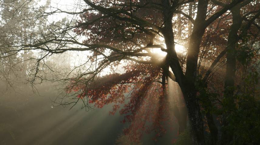APPEL AUX DONS ET AU MECENAT EN CETTE FIN D'ANNEE