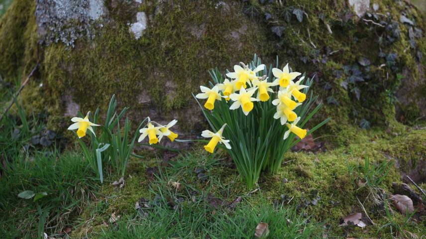 LE PRINTEMPS AU JARDIN